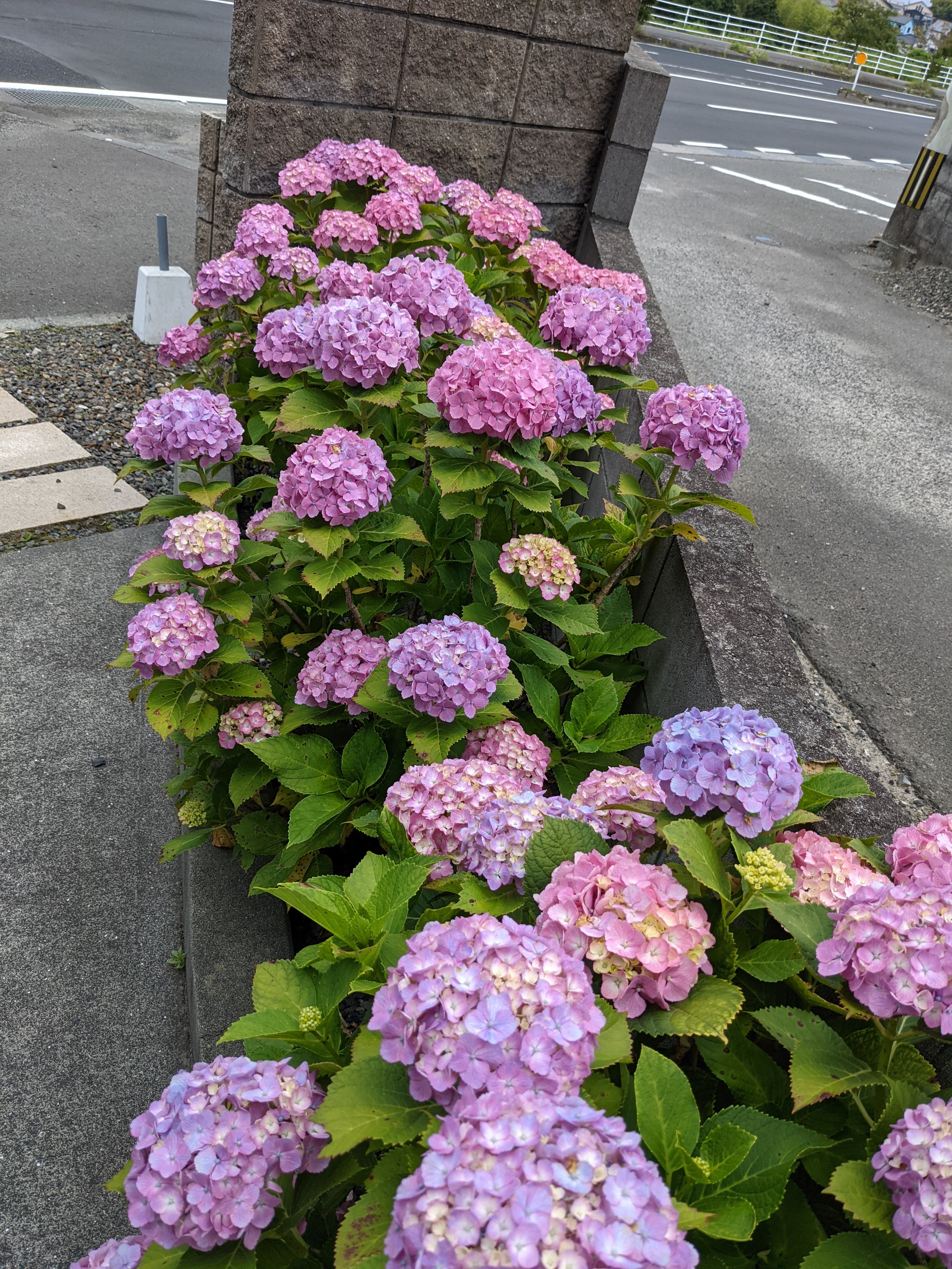 PXL_20210602_030647362.MP