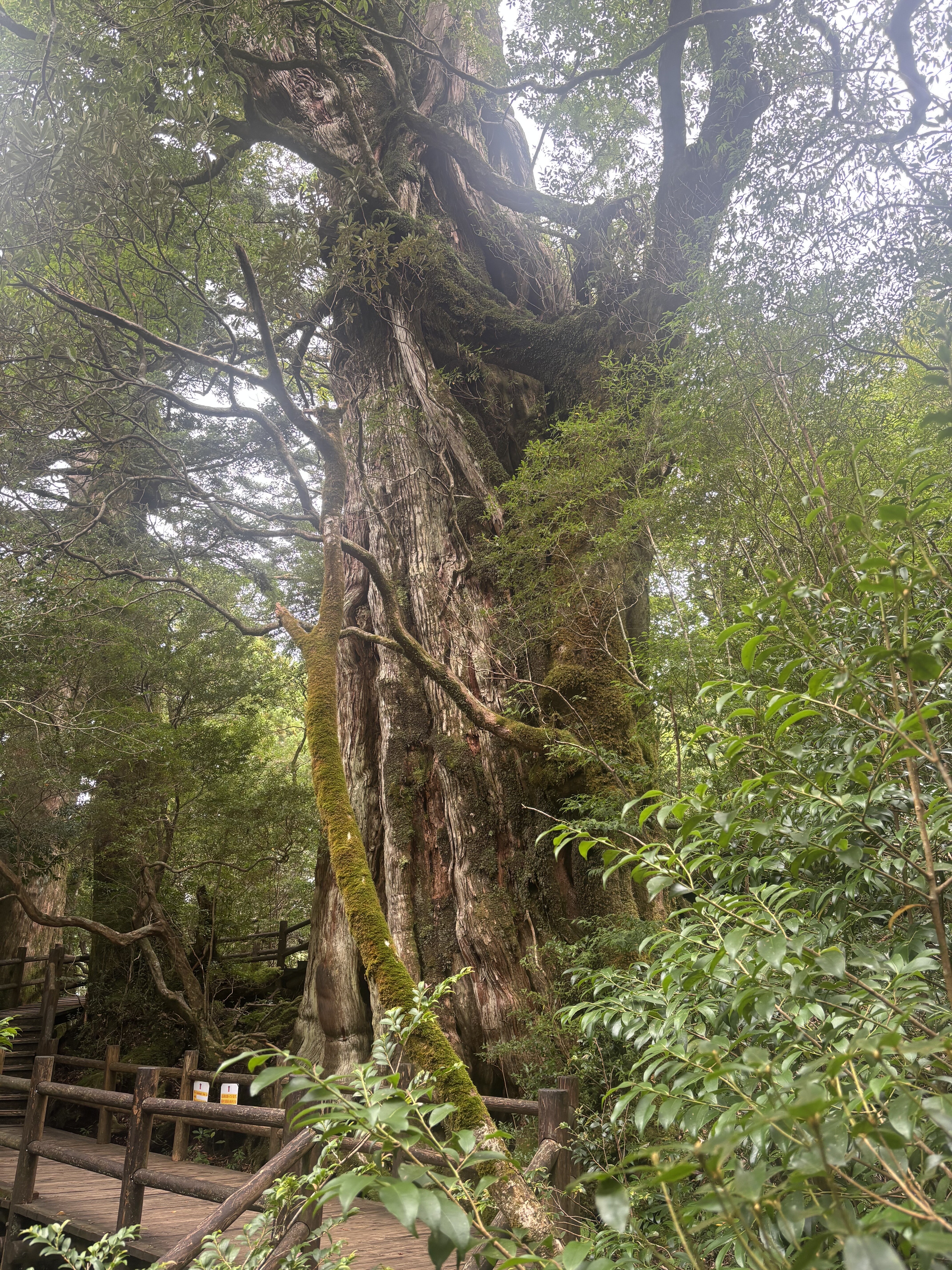 屋久島３